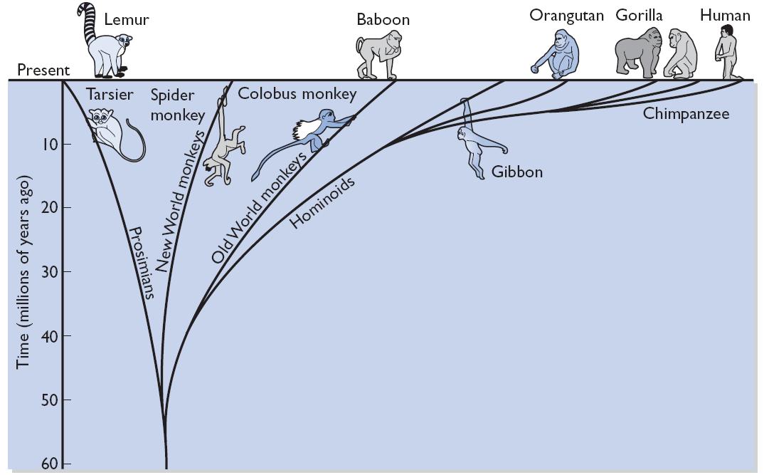 gorilla adaptations