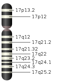 http://www.replicatedtypo.com/wp-content/uploads/2010/08/184px-Chromosome_17.svg_.png
