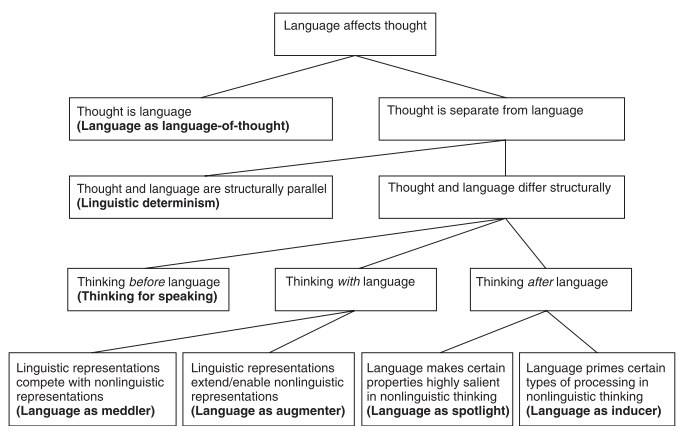 does language shape thought