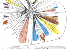 Reconstructing linguistic phylogenies – a tautology?