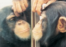 Animal Cognition & Consciousness (I): Mirror Self-Recognition