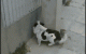 ninja_dog ninja_dog