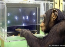 The QHImp Qhallenge: Working memory in humans and Chimpanzees