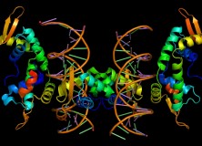 Evolang Coverage: Simon Fisher: Molecular Windows into Speech and Language