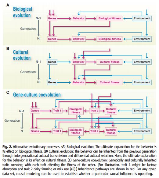 Language Evolution Chart