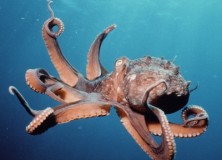 Observational learning in octopus vulgaris