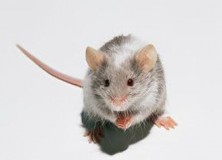 The Evolution of Speech: Learned Vocalisations in Mice