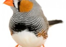 What happens when you get a Zebra Finch drunk?