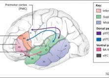 Berwick, Friederici, Chomsky, Bolhuis (2013): Evolution, brain, and the nature of language