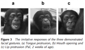 Picture of three young chimps; the first imitating tongue protrusion, second mouth opening and lip protrusion 