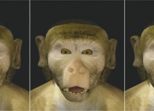 The Evolution of Speech: Lip-smacking monkeys