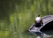 Turtles All the Way Down: How Dennett Thinks