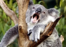 Koalas use a novel vocal organ to produce unusually low-pitched mating calls